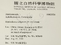 剛毛絲皮菌藏品圖，第2張