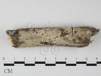 剛毛絲皮菌藏品圖，第1張