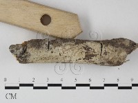 剛毛絲皮菌藏品圖，第3張