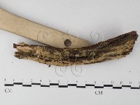 登錄號:F0025327藏品圖，第3張