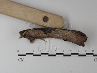 登錄號:F0025328藏品圖，第3張