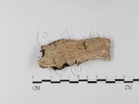 刺皮菌屬藏品圖，第1張