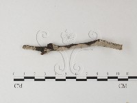 筍殼菌屬藏品圖，第1張