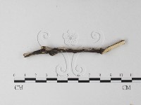 筍殼菌屬藏品圖，第3張