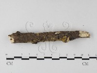 登錄號:F0025337藏品圖，第3張