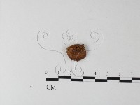 纖孔菌屬藏品圖，第3張