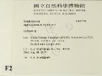 齒菌屬藏品圖，第2張