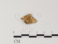 齒菌屬藏品圖，第1張