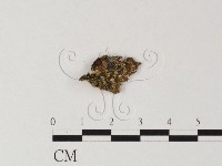 齒菌屬藏品圖，第3張