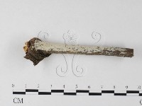 登錄號:F0025340藏品圖，第1張