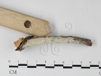 登錄號:F0025340藏品圖，第3張