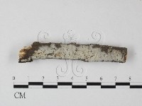 絲皮菌屬藏品圖，第1張