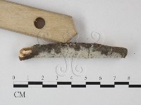 絲皮菌屬藏品圖，第3張