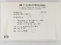 絲齒菌屬藏品圖，第2張