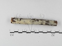 絲齒菌屬藏品圖，第3張