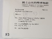 射脈菌屬藏品圖，第2張