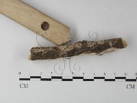 射脈菌屬藏品圖，第3張