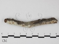 絲皮菌屬藏品圖，第3張