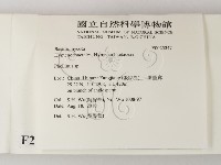 木層孔菌屬藏品圖，第2張