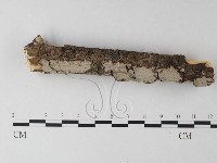 筍殼菌屬藏品圖，第1張