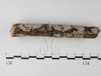 筍殼菌屬藏品圖，第3張