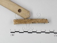 耙菌屬藏品圖，第3張