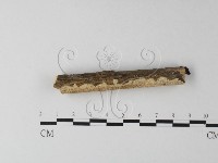 耙菌屬藏品圖，第4張