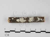 登錄號:F0025355藏品圖，第1張