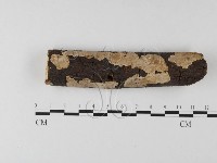 刺皮菌屬藏品圖，第1張