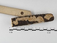 刺皮菌屬藏品圖，第3張