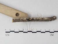 筍殼菌屬藏品圖，第3張
