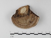 登錄號:F0025359藏品圖，第3張