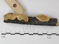 栓菌屬藏品圖，第3張