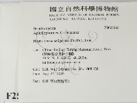 剛毛絲皮菌藏品圖，第2張