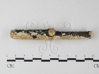 耙菌屬藏品圖，第3張