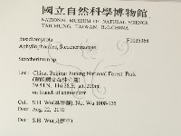 齒耳菌屬藏品圖，第2張