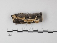 齒耳菌屬藏品圖，第1張
