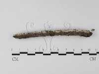 剛毛絲皮菌藏品圖，第1張