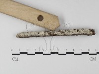 剛毛絲皮菌藏品圖，第3張