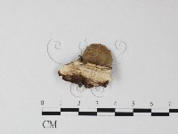 登錄號:F0025370藏品圖，第3張