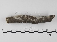 剛毛絲皮菌藏品圖，第4張