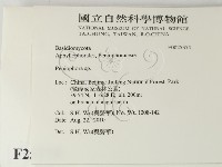 筍殼菌屬藏品圖，第2張