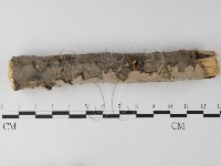 筍殼菌屬藏品圖，第3張