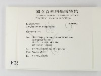 多年臥孔菌屬藏品圖，第2張
