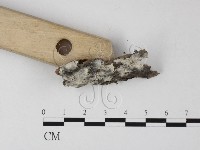 剛毛絲皮菌藏品圖，第3張
