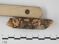 登錄號:F0025388藏品圖，第1張