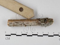 絲皮菌屬藏品圖，第3張
