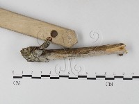 絲皮菌屬藏品圖，第3張