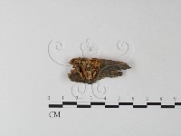 登錄號:F0025393藏品圖，第1張