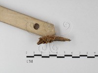 登錄號:F0025393藏品圖，第3張